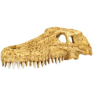 Repti-Zoo Crocodile Skull M - czaszka krokodyla sklep akwarystyczny śląsk