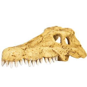 Repti-Zoo Crocodile Skull S - czaszka krokodyla sklep akwarystyczny śląsk