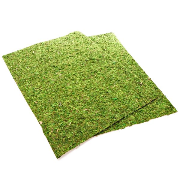 RZ MOSS BACKGROUND NCM5025