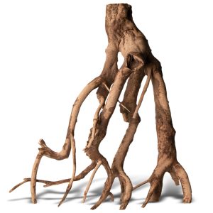 Rhizophora mangle "the Red Mangrove" - korzeń L sklep akwarystyczny śląsk
