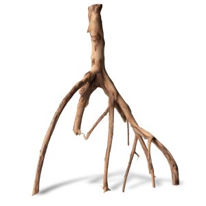 Rhizophora mangle "the Red Mangrove" - korzeń M sklep akwarystyczny śląsk