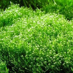 Riccia Fluitans Wgłębka Wodna Kubek 5cm In vitro sklep akwarystyczny śląsk