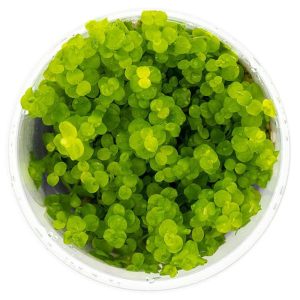 Roślina Invitro kubek mini - micranthemum umbrosum sklep akwarystyczny śląsk