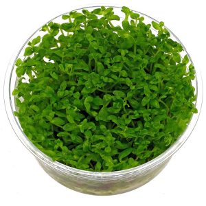 Roślina invitro mini kubek - Bacopa australis sklep akwarystyczny śląsk