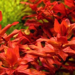 Rotala Macrandra Kubek 10cm In vitro Piękna sklep akwarystyczny śląsk
