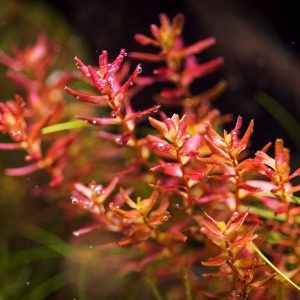 Rotala Macrandra Small PORCJA 3 sadzonki In vitro Piękna sklep akwarystyczny śląsk