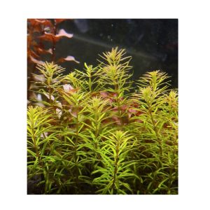 Rotala Mexicana Bangladesh Porcja 5 Sadzonek In Vitro sklep akwarystyczny śląsk
