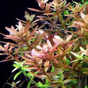Rotala Rotundifolia Kubek 5cm in vitro Piękna sklep akwarystyczny śląsk