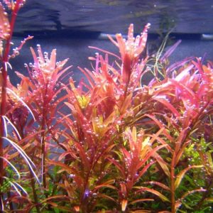 Rotala Rotundifolia Red PORCJA 8 sadzonek In vitro Piękna sklep akwarystyczny śląsk