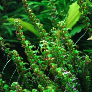 Rotala Sp Pearl Kubek 10cm In Vitro sklep akwarystyczny śląsk