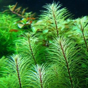 Rotala Sp Vietnam Kubek 10cm in vitro Piękna sklep akwarystyczny śląsk