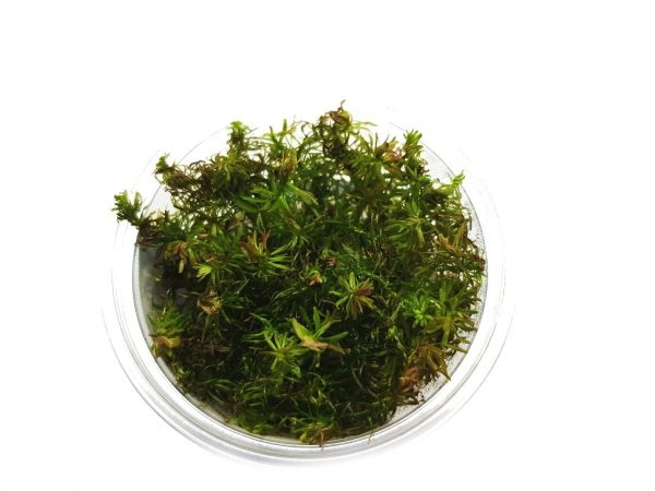 Rotala Walichii Kubek 10cm in vitro Piękna
