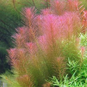 Rotala Walichii Kubek 10cm in vitro Piękna sklep akwarystyczny śląsk