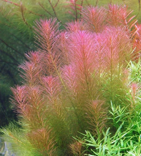 Rotala Walichii Kubek 10cm in vitro Piękna sklep akwarystyczny śląsk