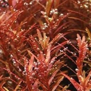 Rotala Yao Yai Kubek 5cm In vitro Piękna sklep akwarystyczny śląsk