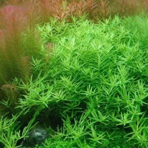 Rotala sp Green Kubek 10cm In Vitro Piękna sklep akwarystyczny śląsk