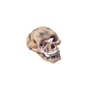 SKULL L / Czaszka 15cm  (236-104309)