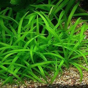 Sagittaria Subulata Porcja 10 sadzonki In Vitro Piękna sklep akwarystyczny śląsk