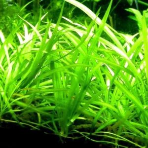 Sagittaria Subulata Pusilla Porcja 3 sadzonki In Vitro Nowość sklep akwarystyczny śląsk