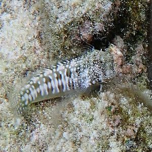 Salarias fasciatus sklep akwarystyczny śląsk