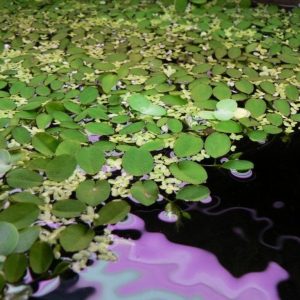 Salvinia Natans Salwinia Pływająca Kubek 10cm In Vitro Piękna sklep akwarystyczny śląsk