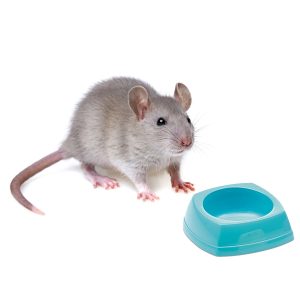 Savic Rodent Bowl - miska dla gryzonia 8x8x3