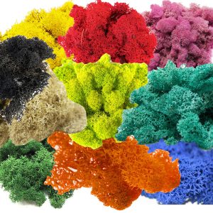 Secret Live Moss Colour Mix - mech żywy 100g sklep akwarystyczny śląsk