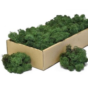 Secret Live Moss Dark Green - Mech Żywy porcja 5g sklep akwarystyczny śląsk
