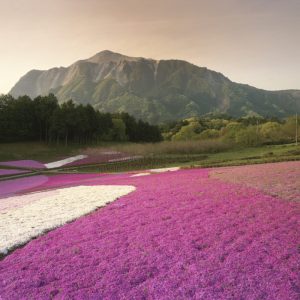 Secret Live Moss Lavender Violet - Mech Żywy porcja 5g sklep akwarystyczny śląsk