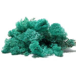 Secret Live Moss Sky Blue - Mech Żywy porcja 5g sklep akwarystyczny śląsk
