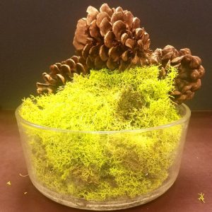 Secret Live Moss Sunflower Yellow - Mech Żywy porcja 5g sklep akwarystyczny śląsk