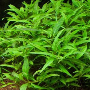 Staurogyne Porto Velho Kubek 10cm in vitro Piękna sklep akwarystyczny śląsk