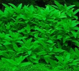 Staurogyne Repens Kubek 10cm in vitro Piękna sklep akwarystyczny śląsk