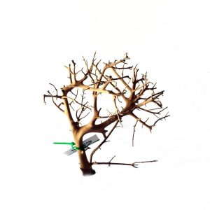 Tantora Korzeń Branch Drift Wood 25-30Cm Piękny Selekcja GRATIS! sklep akwarystyczny śląsk