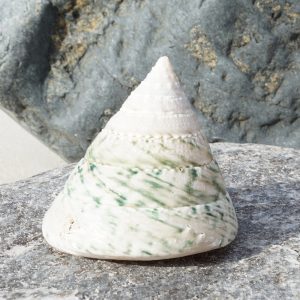 Tectus pyramis sklep akwarystyczny śląsk
