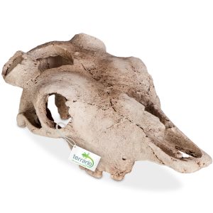 Terrario Buffalo Skull - kryjówka do terrarium 21x12x8 cm sklep akwarystyczny śląsk