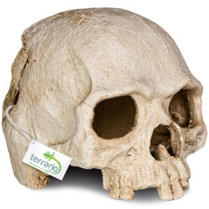 Terrario Human Skull - ozdoba do terrarium 14x11x11 cm sklep akwarystyczny śląsk