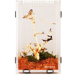 Terrario Mantis Area L - terrarium akrylowe dla modliszek i owadów sklep akwarystyczny śląsk