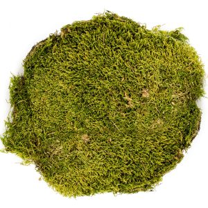 Terrario North King Moss 100g - mech płat sklep akwarystyczny śląsk