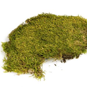 Terrario North King Moss 25g - mech płat sklep akwarystyczny śląsk