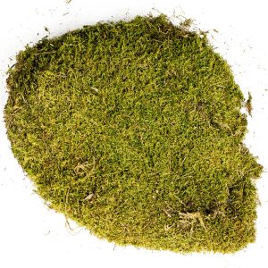 Terrario North King Moss 50g - mech płat sklep akwarystyczny śląsk