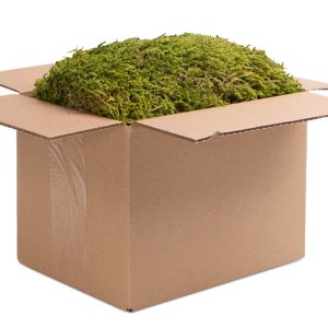 Terrario North King Moss Box 4l - mech tropikalny sklep akwarystyczny śląsk