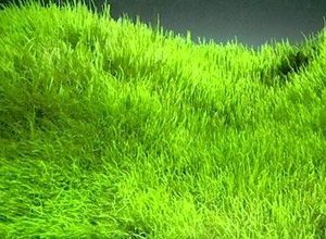 Utricularia Graminifolia Kubek 5cm in vitro Piękna sklep akwarystyczny śląsk