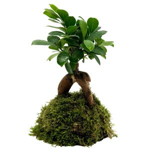 WIO BONSAI FICUS M. GINSEN sklep akwarystyczny śląsk
