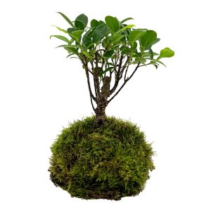 WIO BONSAI FICUS RETUSA sklep akwarystyczny śląsk