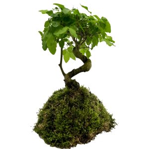 WIO BONSAI LIGUSTRUM SP. sklep akwarystyczny śląsk