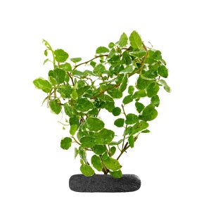 WIO CREEPING FICUS PUMILA 'SUNNY' sklep akwarystyczny śląsk
