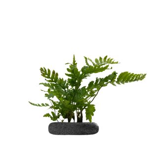 WIO FERNS DRYOPTERIS ERYTHROSORA 'COMPACTA' sklep akwarystyczny śląsk