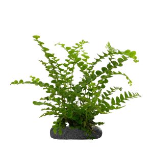 WIO FERNS NEPHROLEPIS CORDIFOLIA 'DUFFII' sklep akwarystyczny śląsk