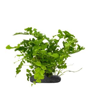 WIO FERNS NEPHROLEPIS EXALTATA MONTANA sklep akwarystyczny śląsk